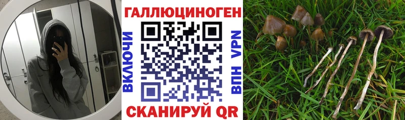 ссылка на мегу сайт  Мурино  Галлюциногенные грибы Psilocybe  купить наркотик 